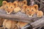 umfolozi hluhluwe game reserve