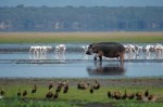 Isimangaliso Wetlands Park
