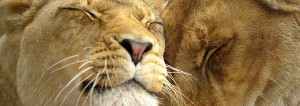 7 day exclusive kwazulu natal safari