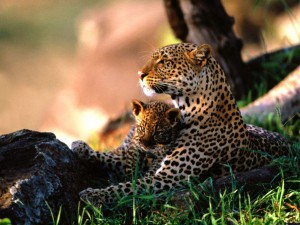 st lucia activities and safaris