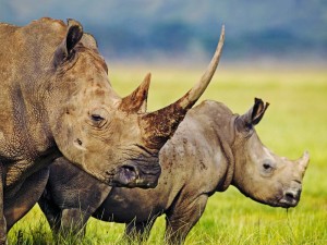 rhino & calf